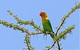 Fischer's Lovebird